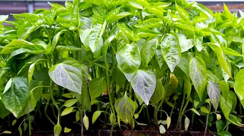 تصویر 2 از بهترین نشا فلفل دلمه‌ ای برای کشت تابستانه